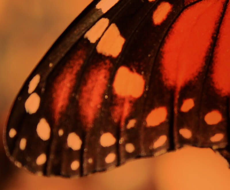 Concours Suivez le monarque! | Espace pour la vie