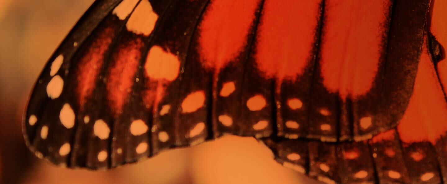 Concours Suivez le monarque! | Espace pour la vie