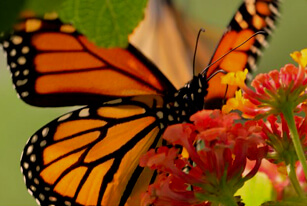 Découvrez<br>le monarque