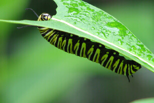 Oasis pour les<br>monarques